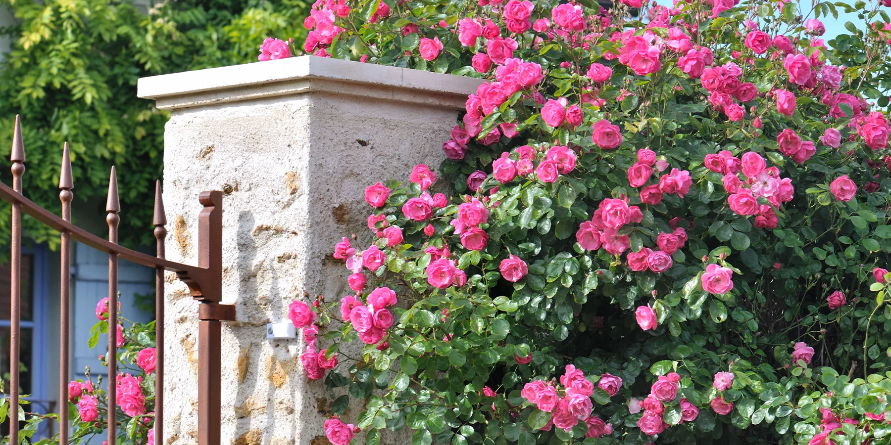 Sublimez votre jardin avec Bakker