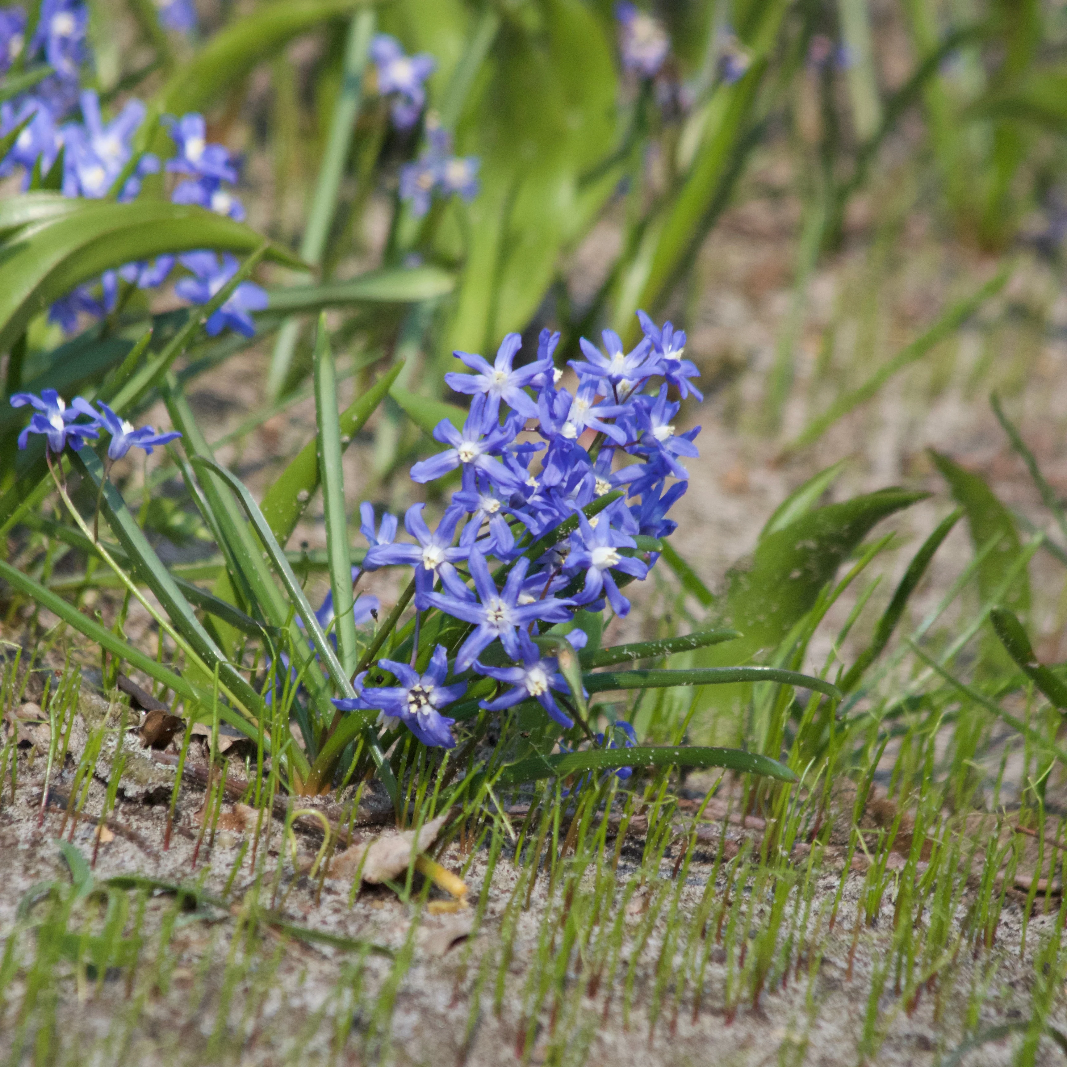 Miniature 1