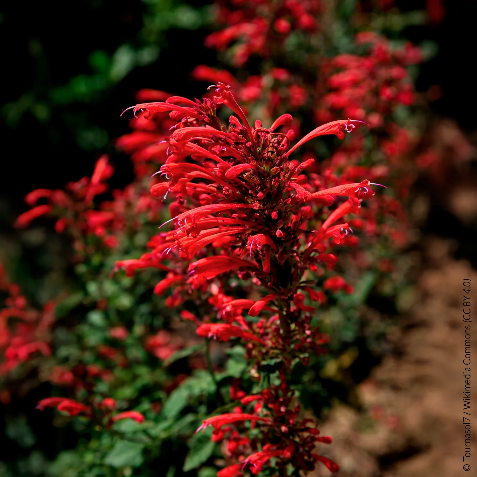 Miniature 1