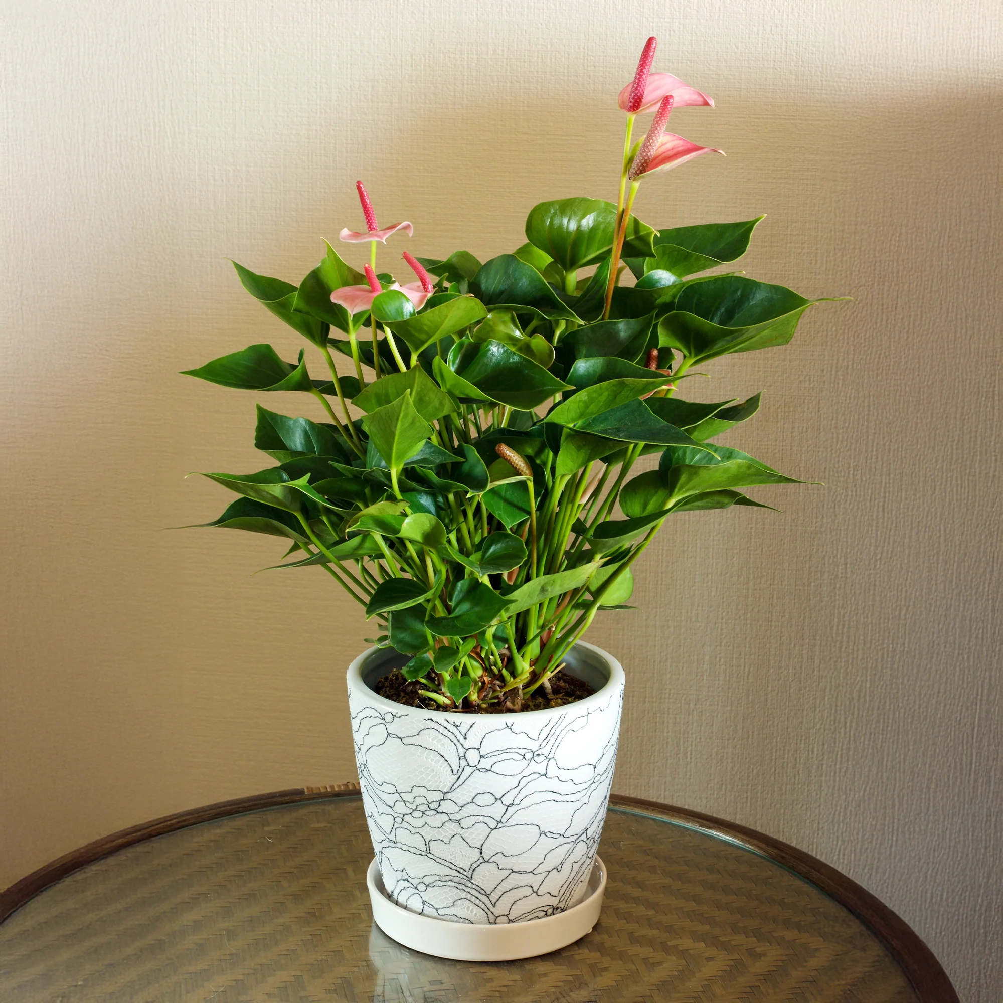 Miniature 2