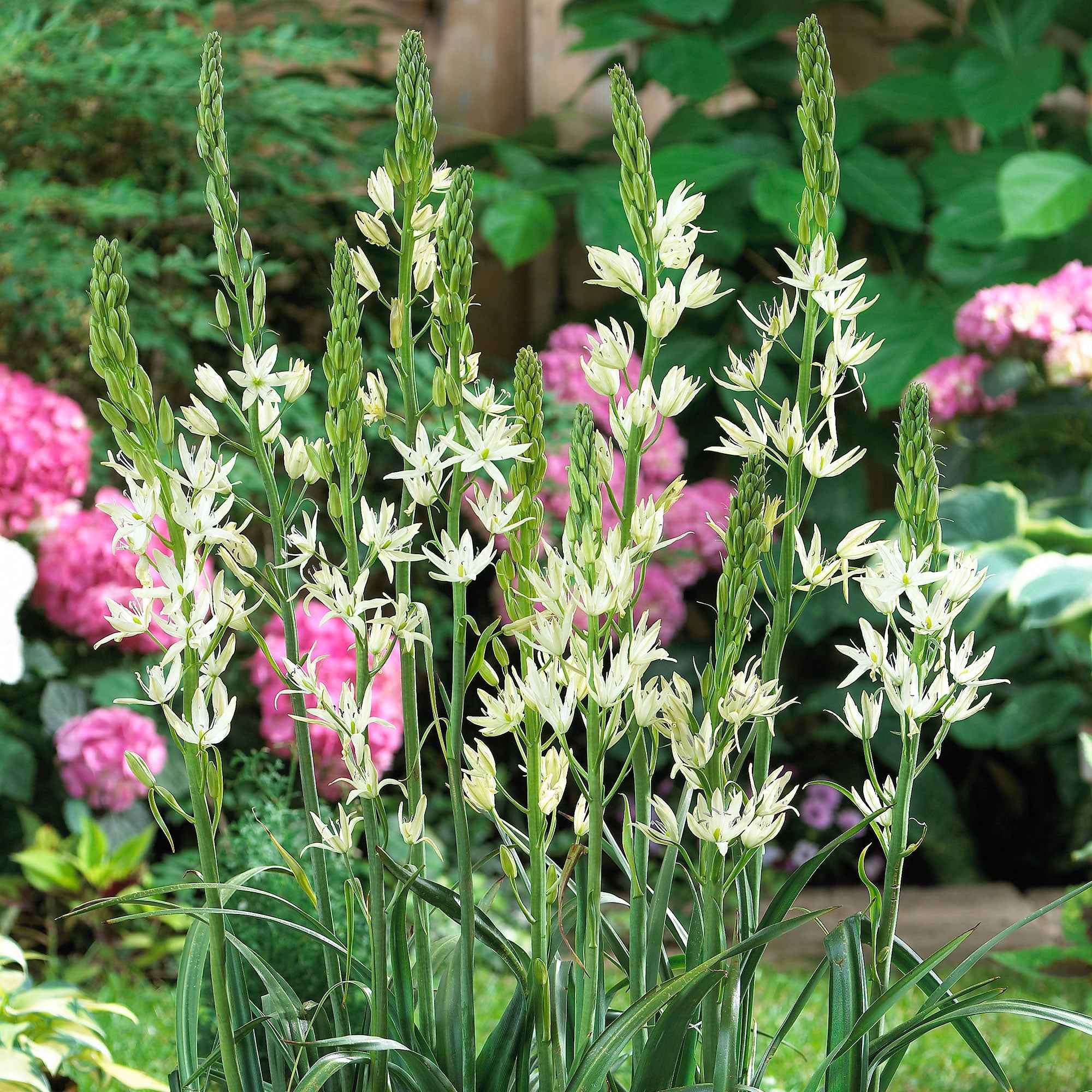 Miniature 2