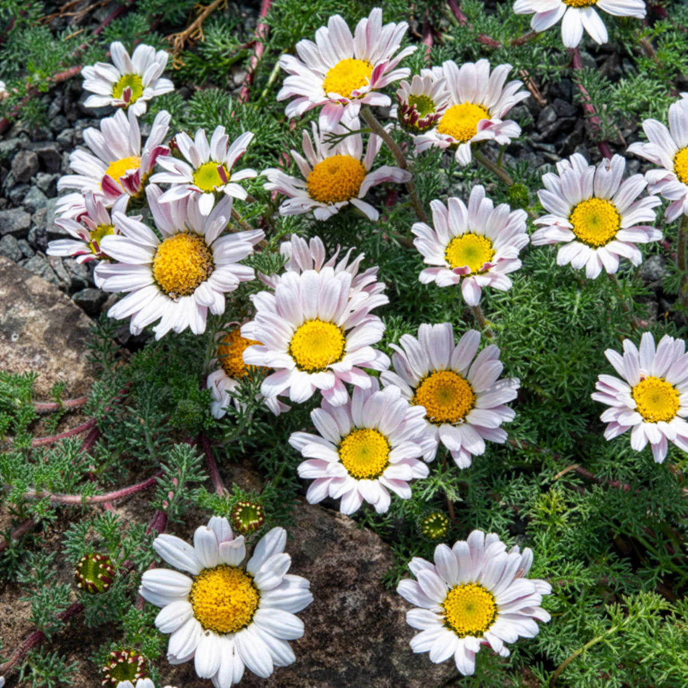Miniature 2