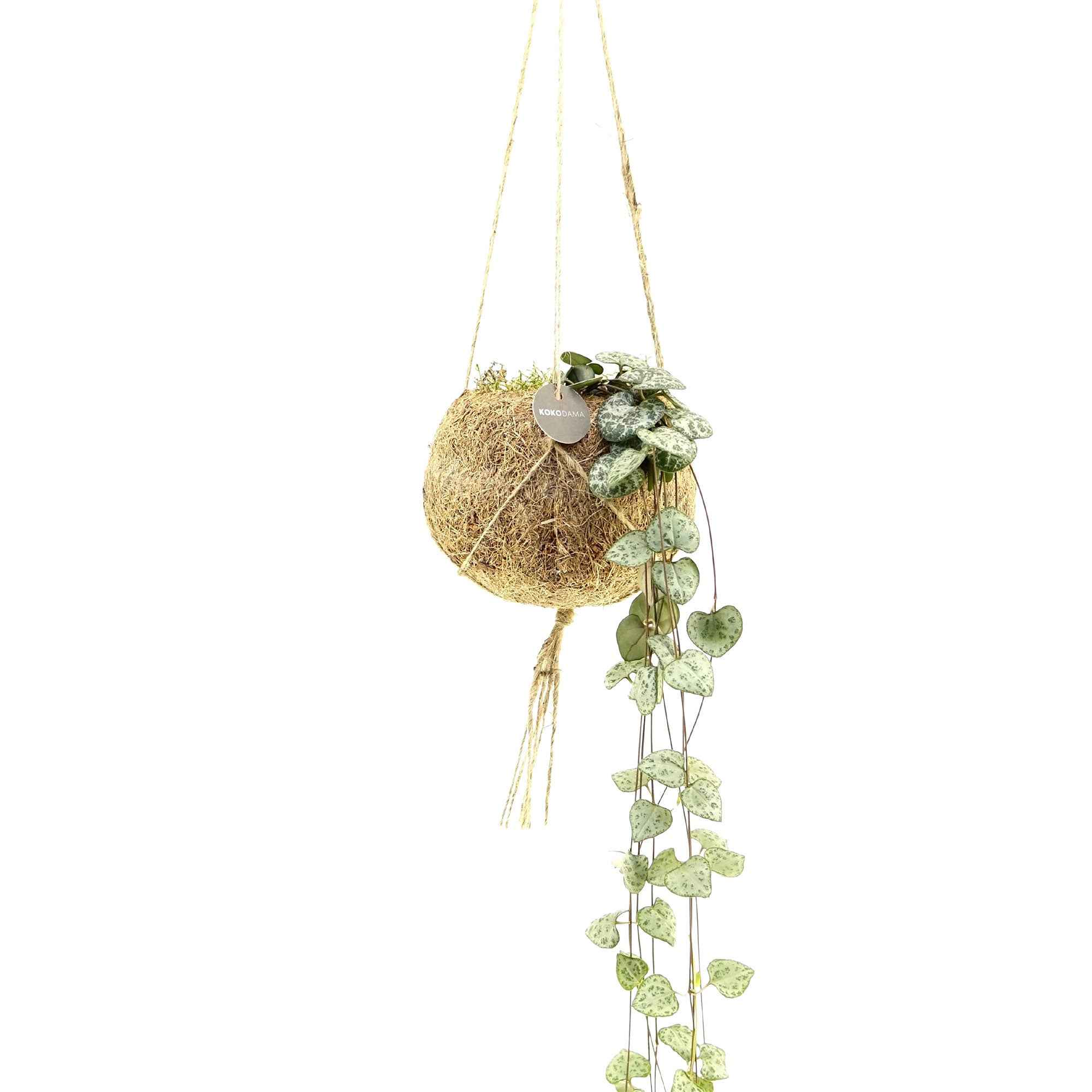 Miniature 2