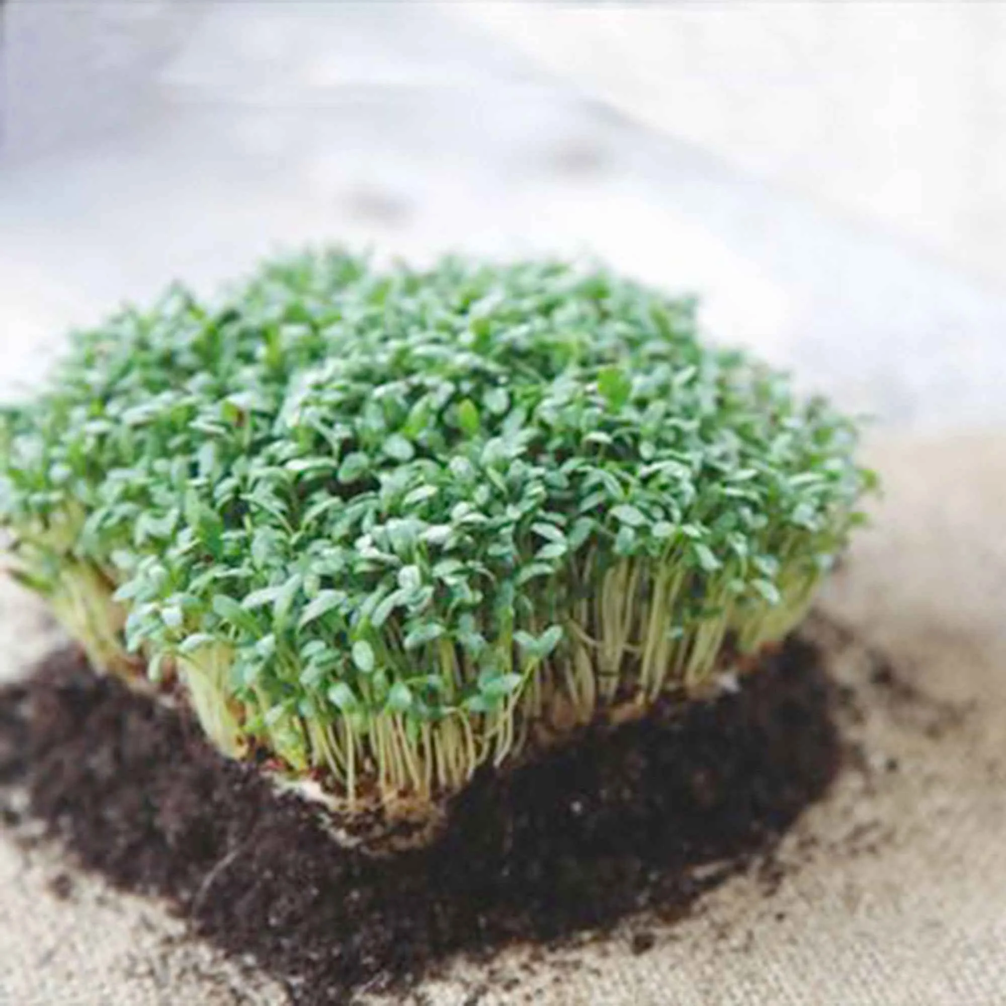 Miniature 2