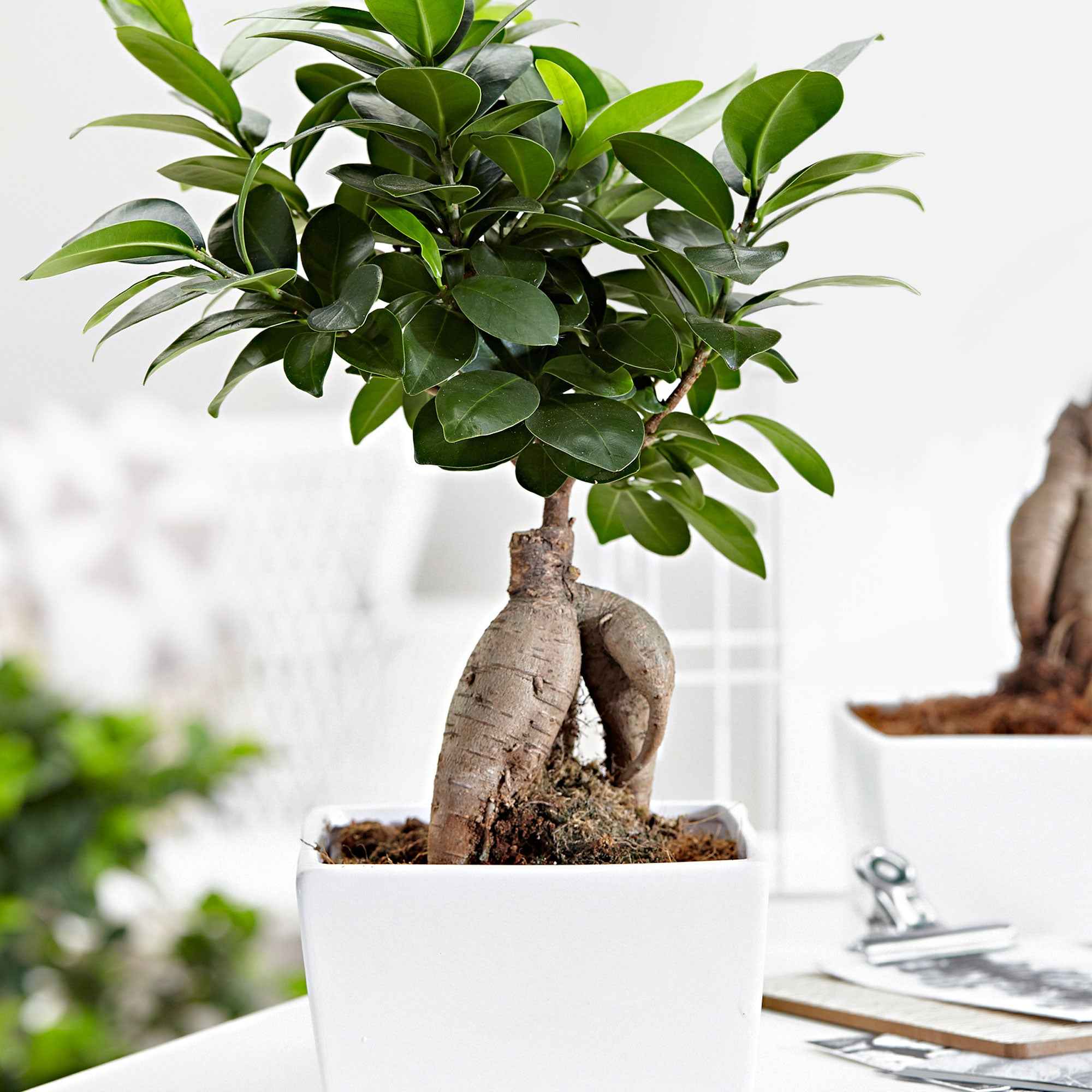 Miniature 1