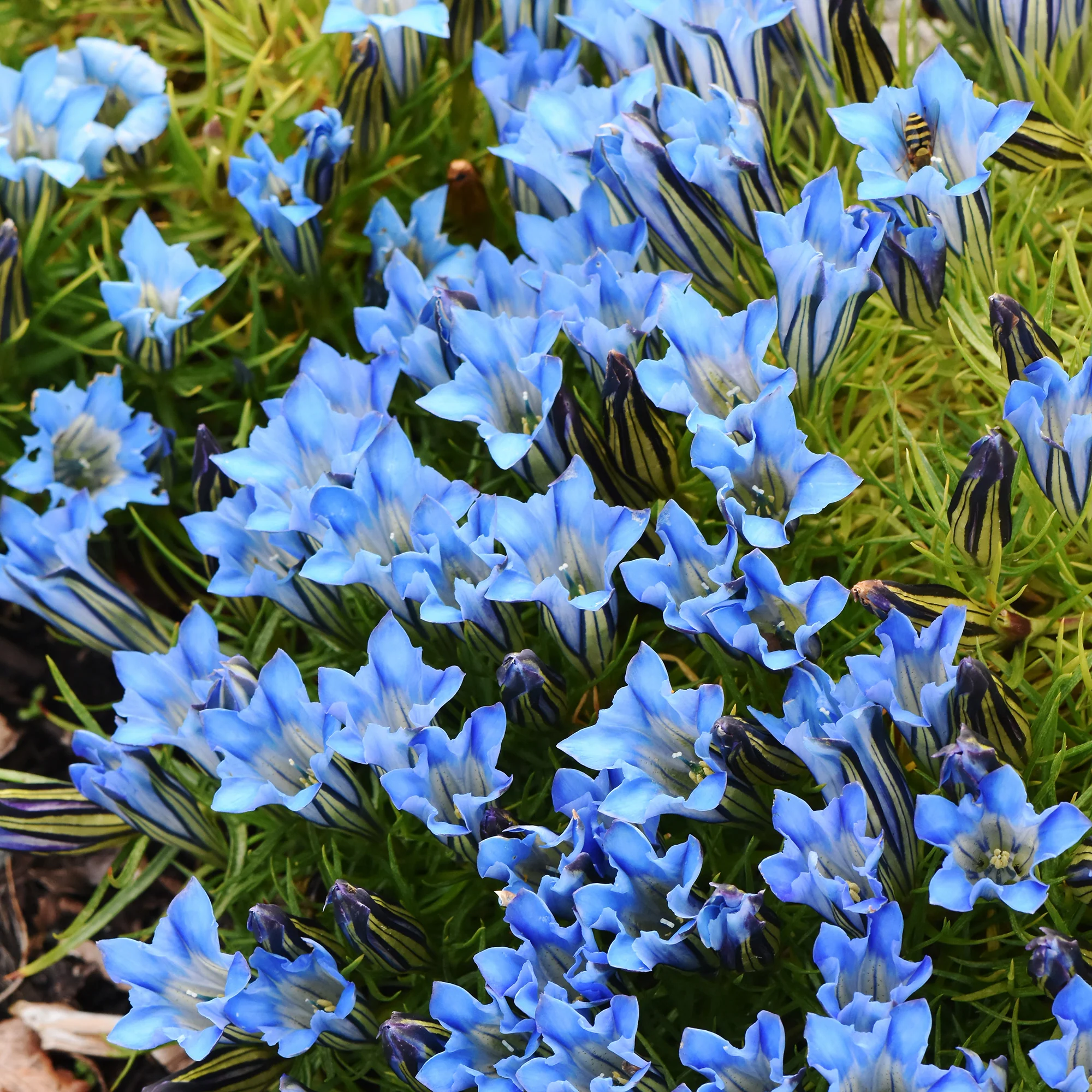 Miniature 1