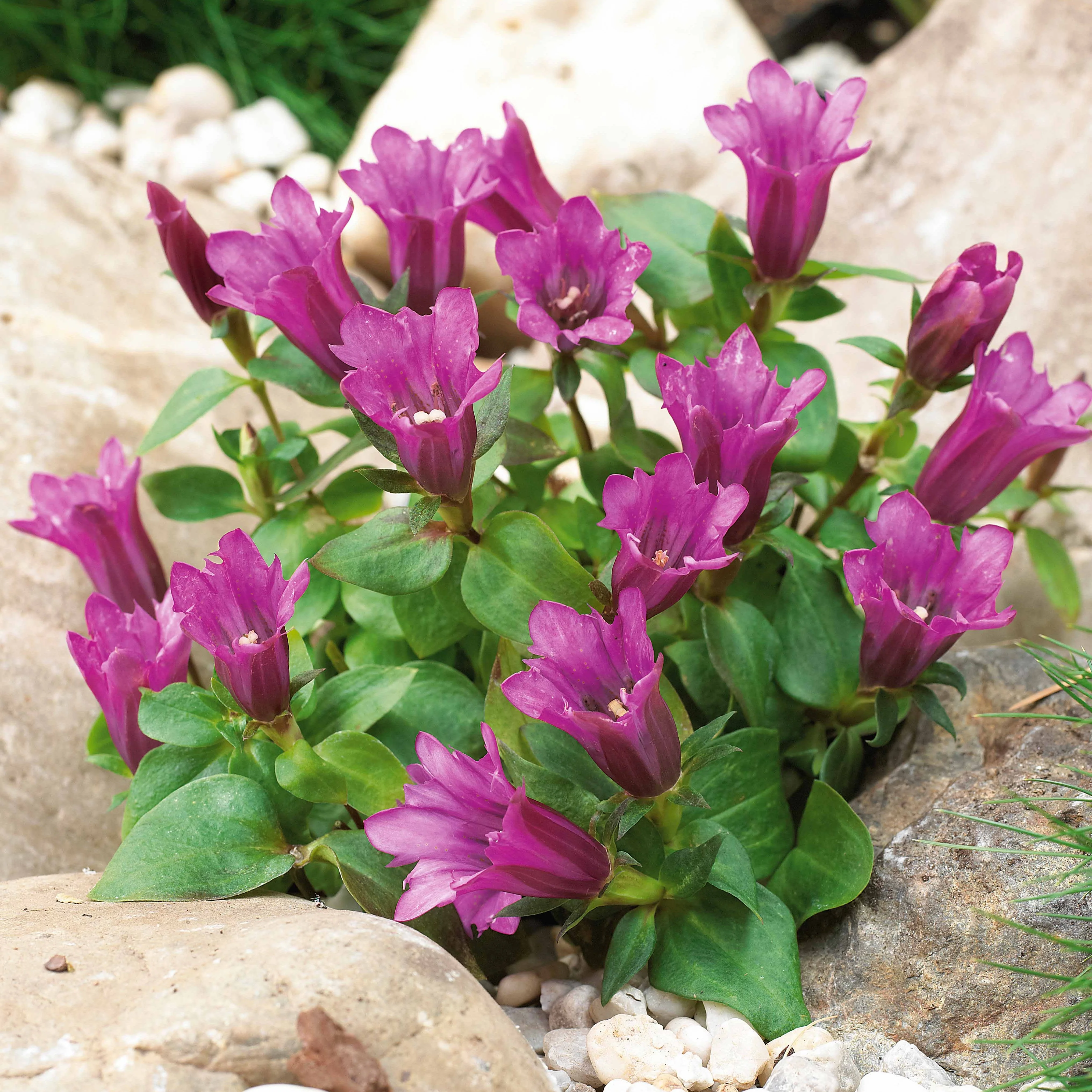 Miniature 1
