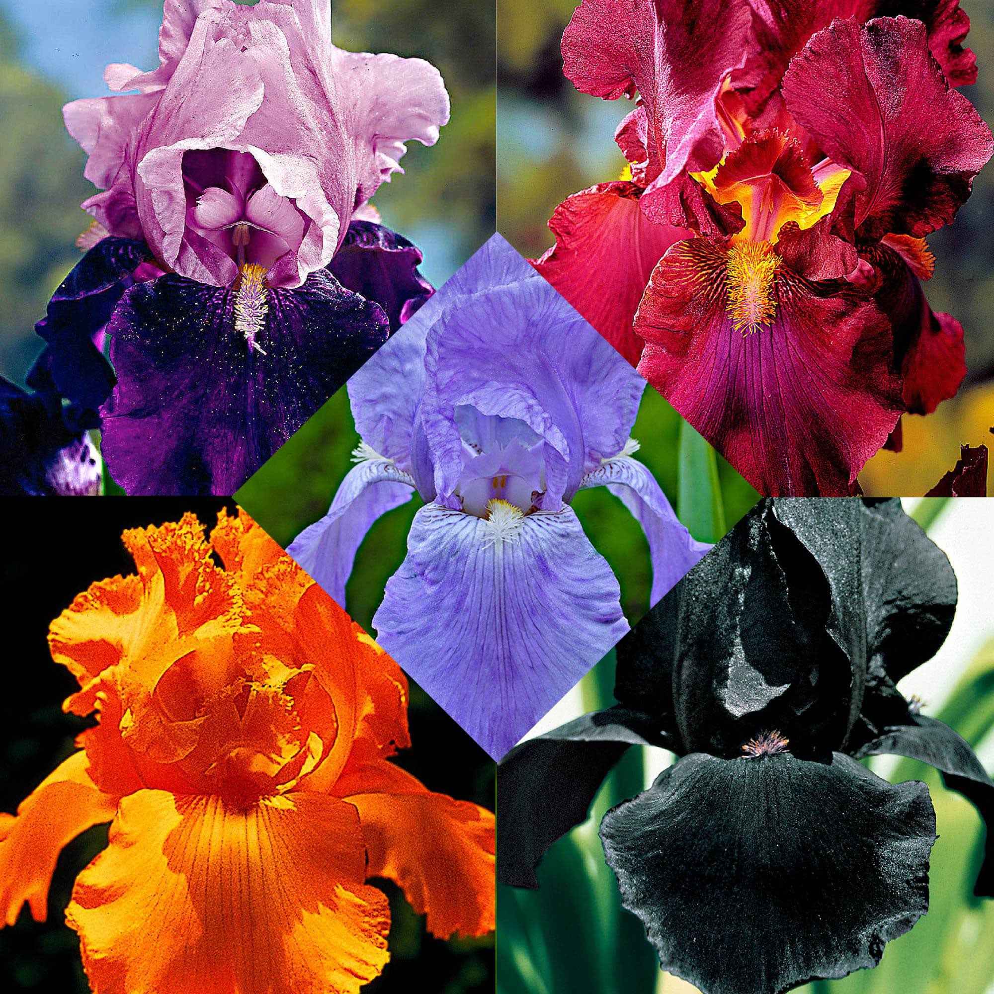 Miniature 1