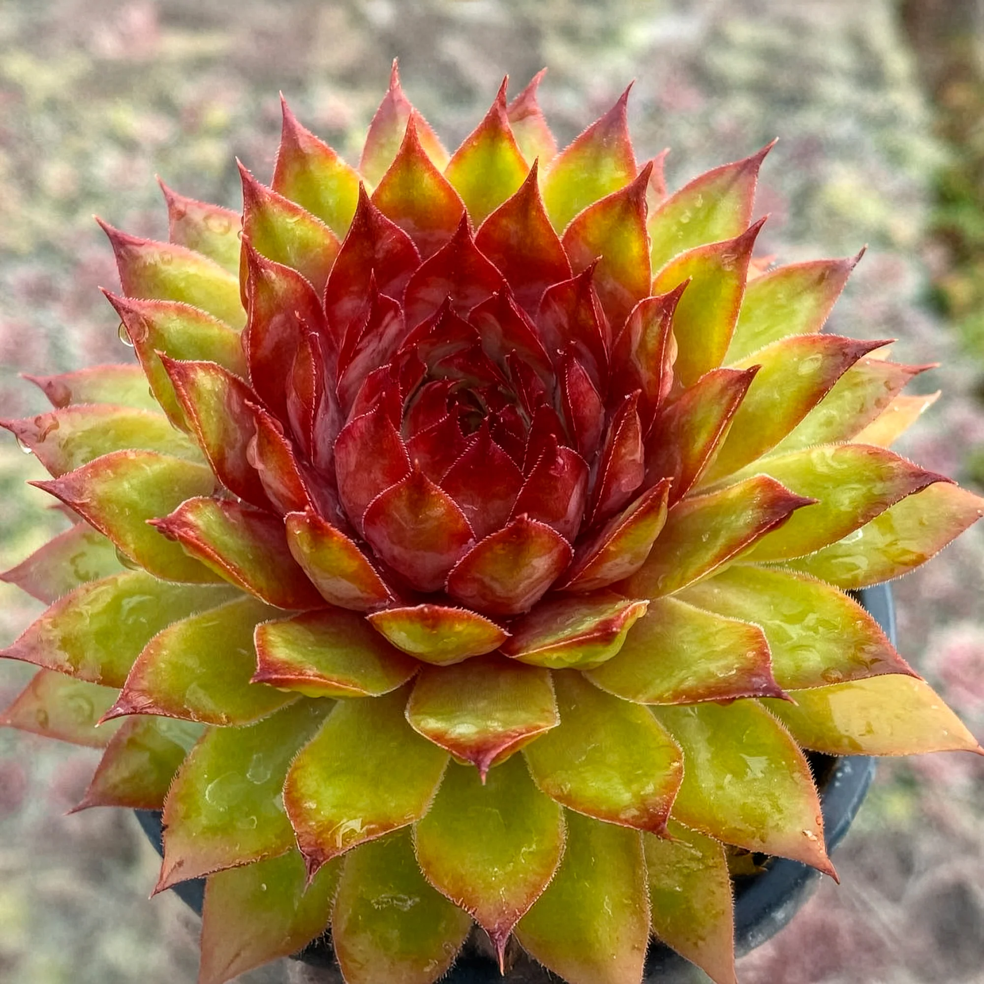 Miniature 1