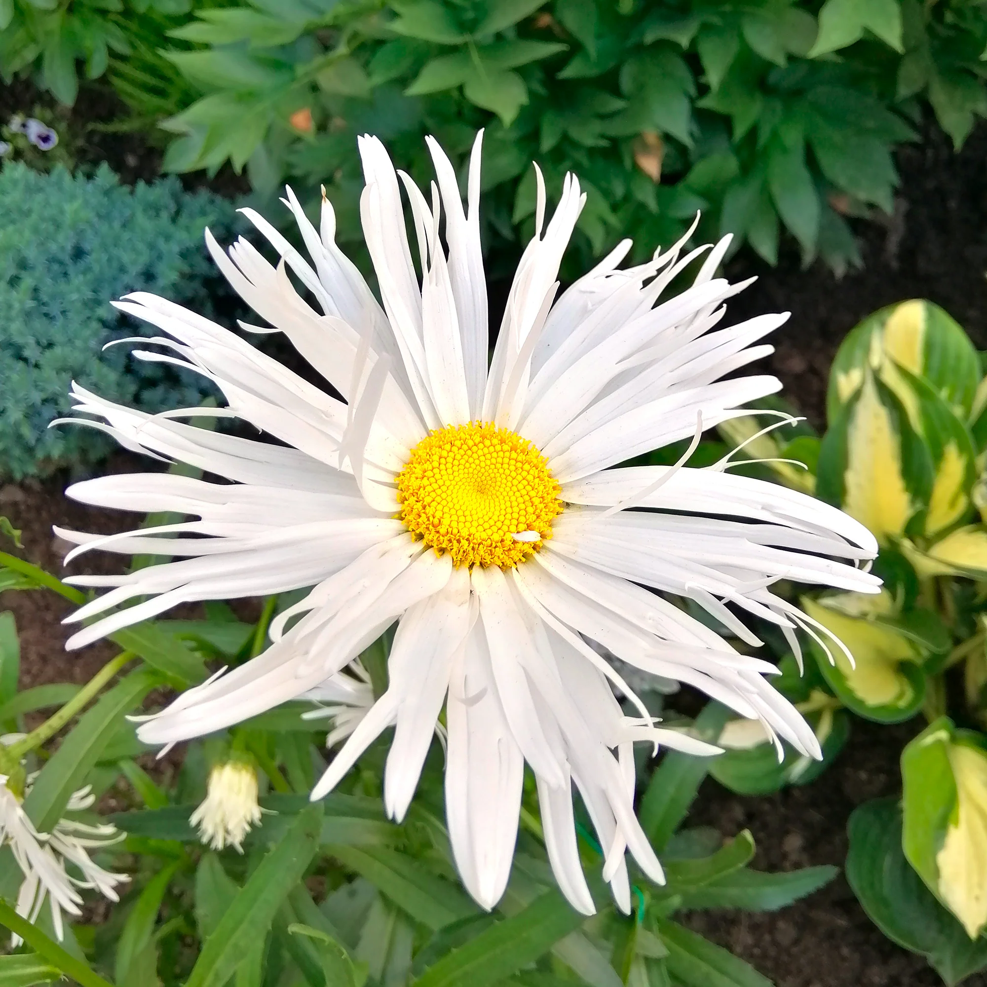 Miniature 1