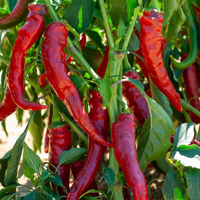 Miniature 2