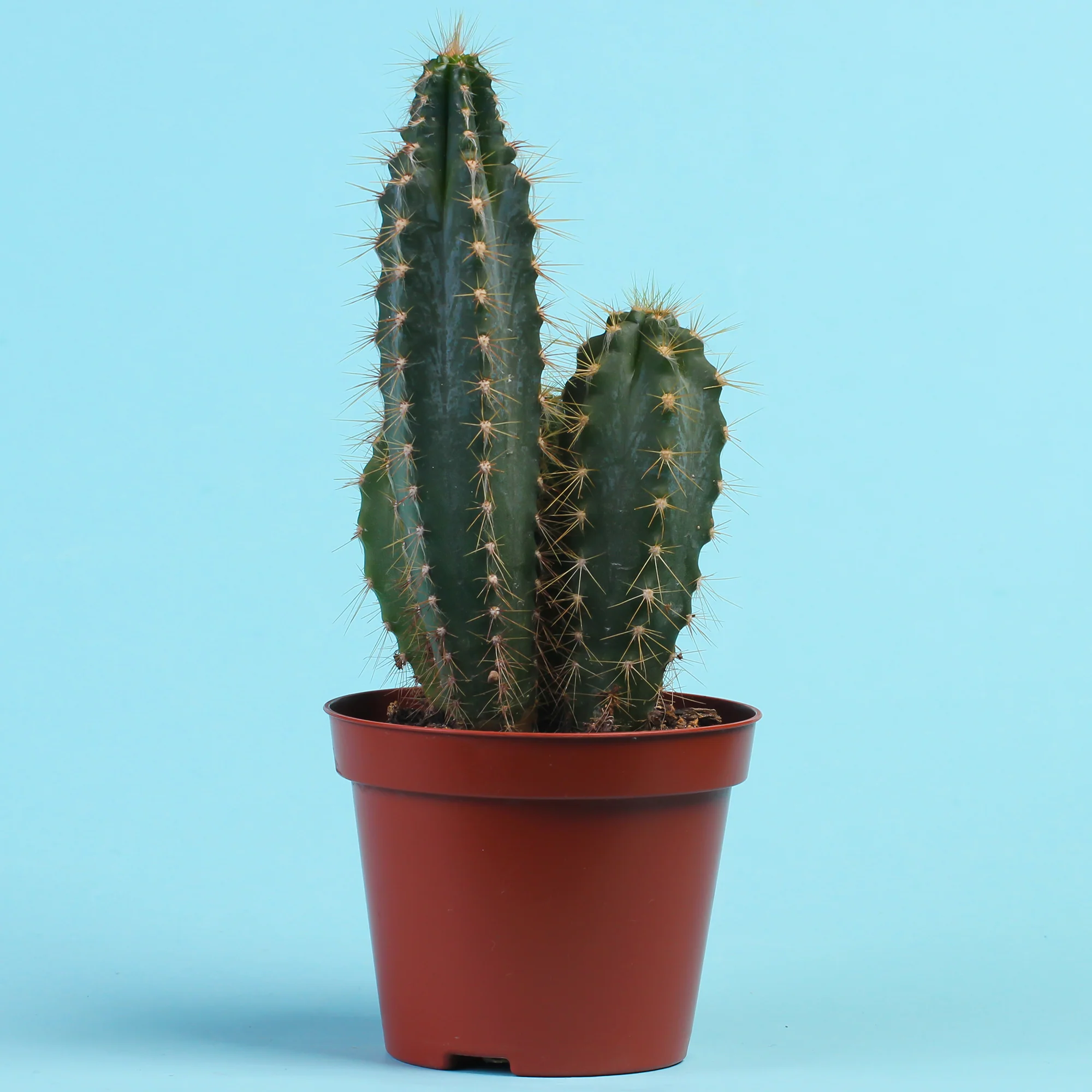 Miniature 1