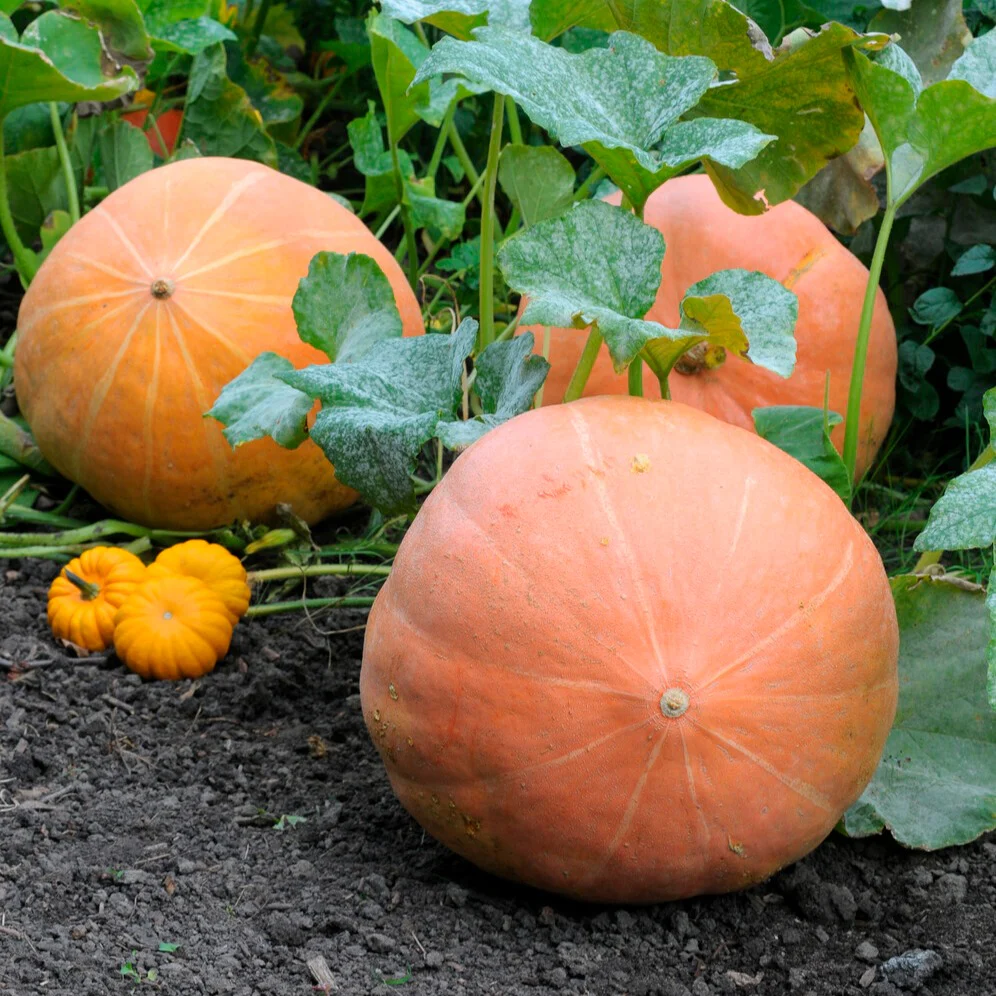 Miniature 1