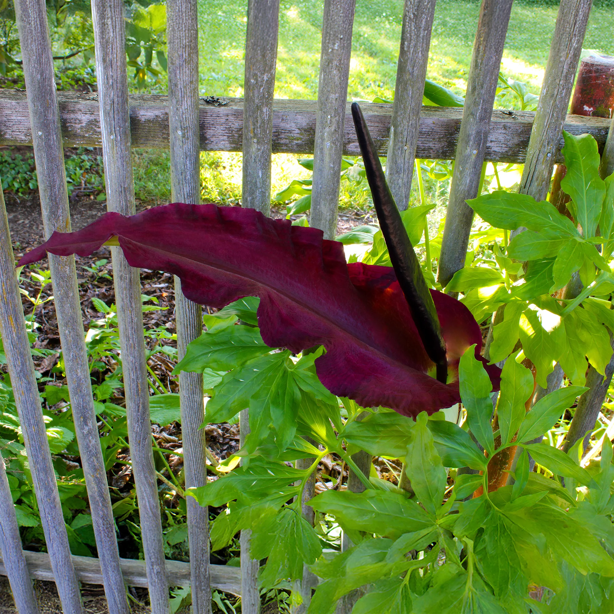 Miniature 1