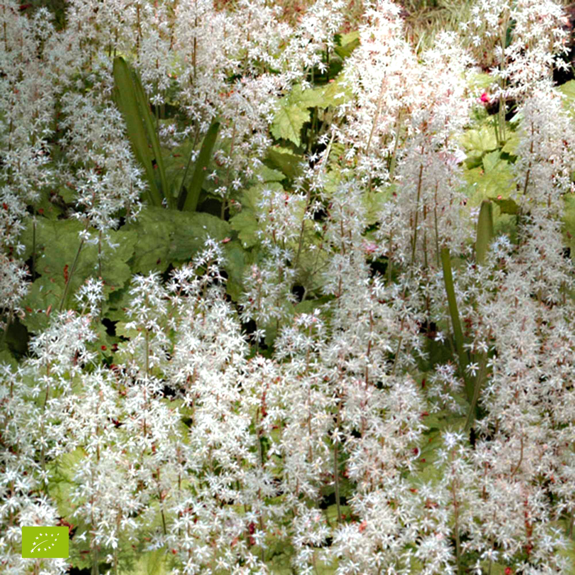 Miniature 2