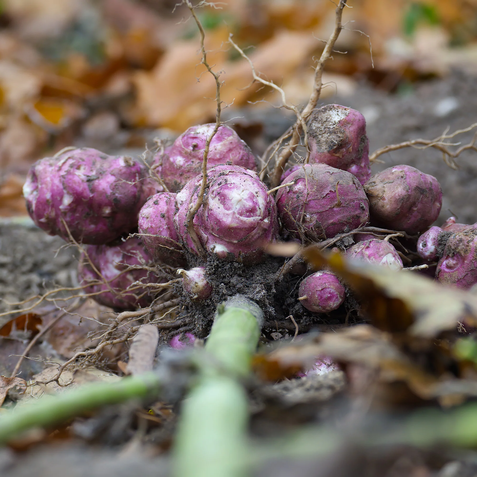 Thumb 2